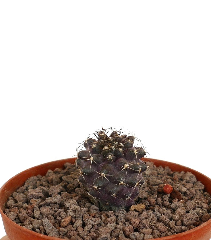 Copiapoa humilis x griesoviolacea liten mørk lilla kaktusplante med torner i terrakottapotte