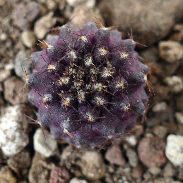 Copiapoa humilis x griseoviolacea sjelden lilla saftig kaktus med små torner og strukturert overflate