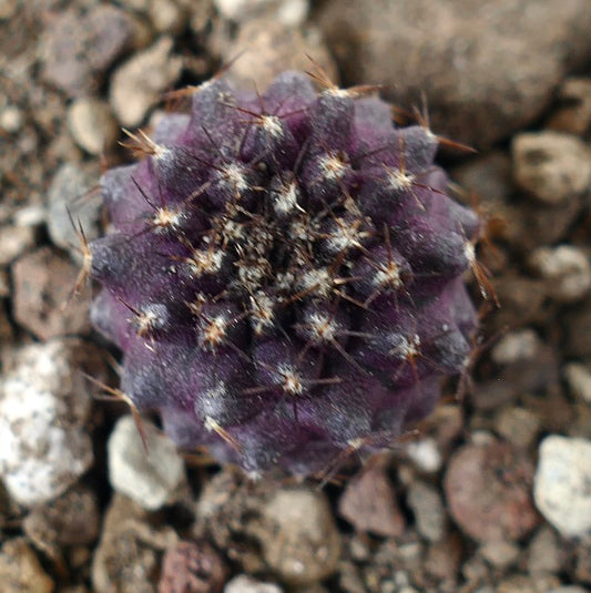 Copiapoa humilis x griseoviolacea seltener violetter Sukkulenten-Kaktus mit kleinen Stacheln und strukturierter Oberfläche