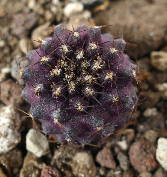 Copiapoa humilis x griseoviolacea sjelden lilla sukkulent kaktus med skarpe torner og teksturert overflate