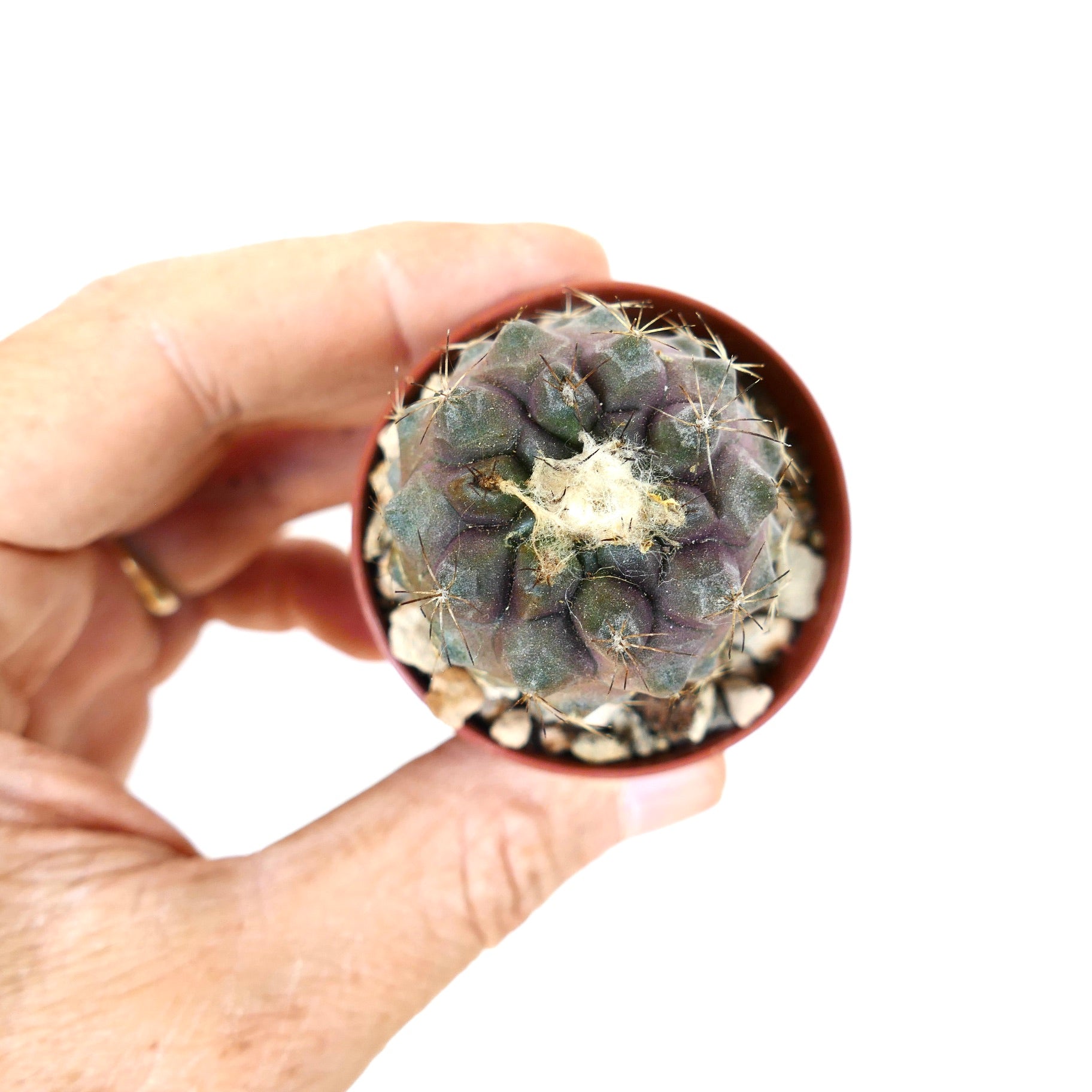 Kleine sukkulente Kaktee Copiapoa humilis x hypogaea mit purpurfarbenen Blättern, weißem wolligem Zentrum und Stacheln