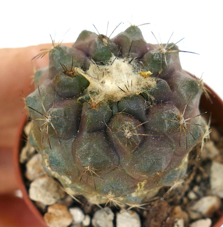 Copiapoa humilis x hypogaea seltener Sukkulenten-Kaktus mit dunkelgrünem, geripptem Körper und feinen Stacheln