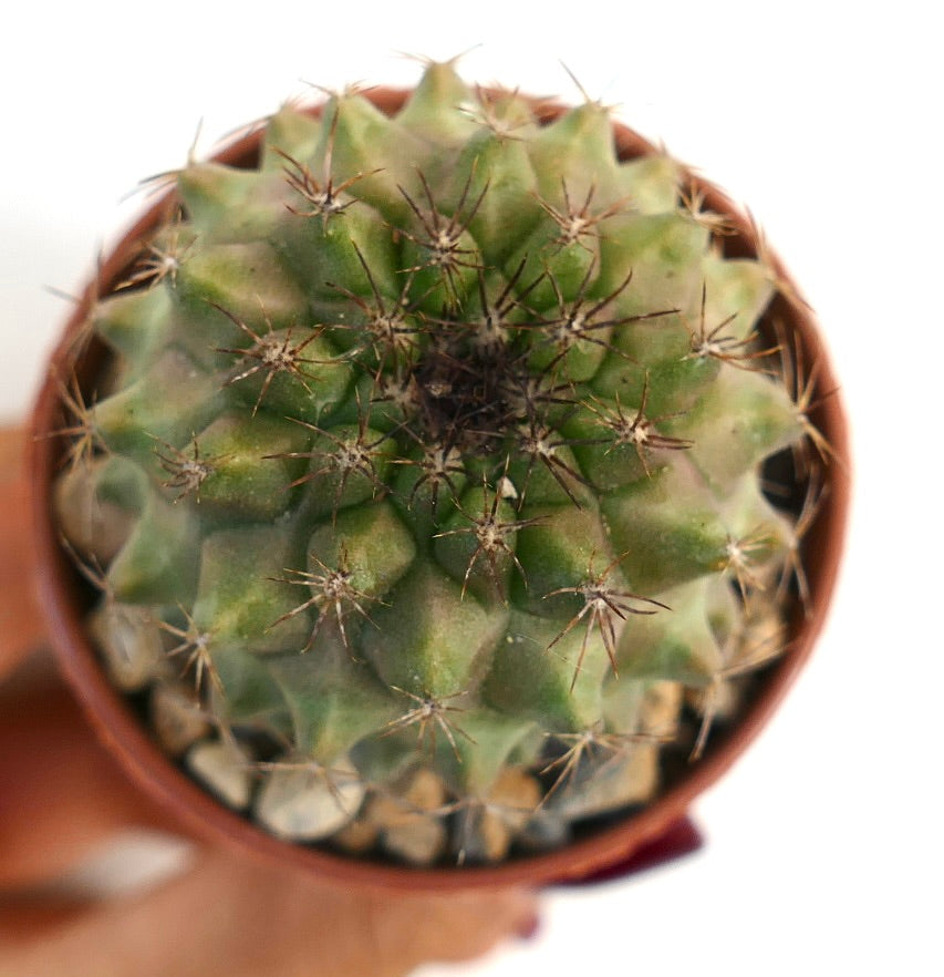 Copiapoa humilis x serpentisulcata small green succulent cactus with sharp spines in pot