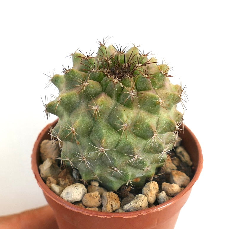 Copiapoa humilis x serpentisulcata succulent cactus with green ribbed body and sharp spines in pot