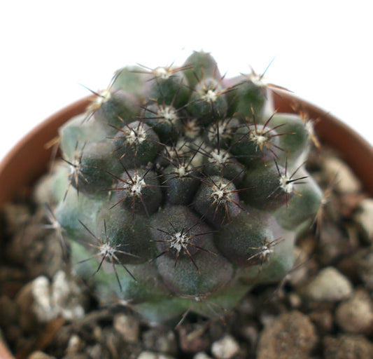Kleine grüne Sukkulente Copiapoa humilis x serpentisulcata mit scharfen dunklen Stacheln im Topf