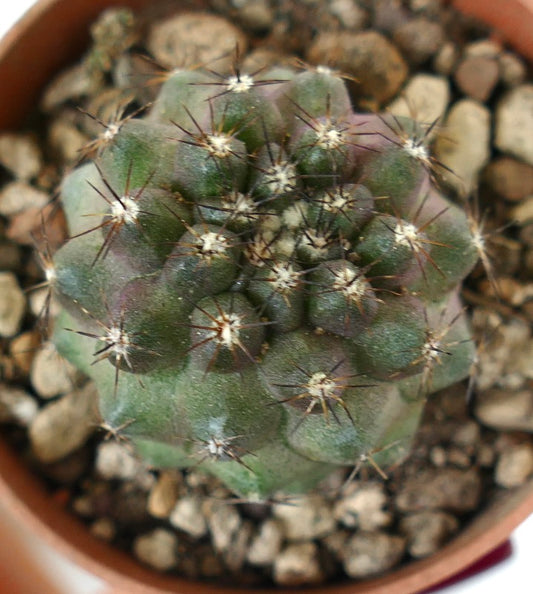 Copiapoa humilis x serpentisulcata Sukkulente Kaktee mit dunklen Dornen und runden Warzen im Topf