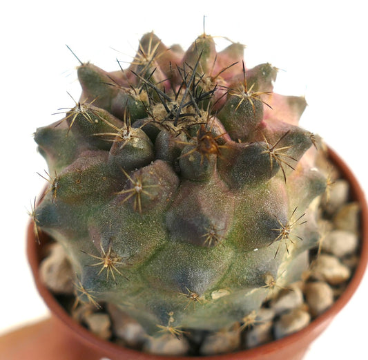 Copiapoa humilis x tenuissima rare succulent cactus with purple-green tubercles and sharp spines