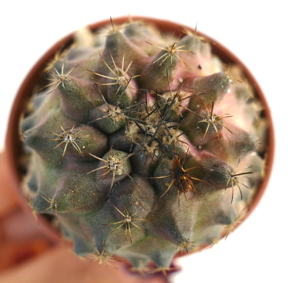 Copiapoa humilis x tenuissima seltener sukkulenter Kaktus mit violetten Farbtönen und scharfen Stacheln