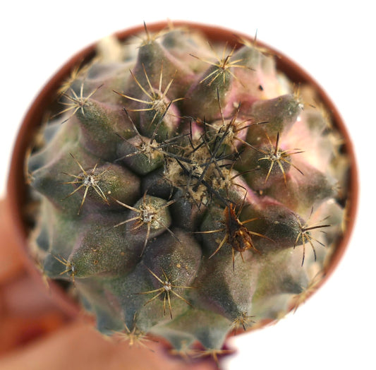 Copiapoa humilis x tenuissima rare succulent cactus with purple hues and sharp spines
