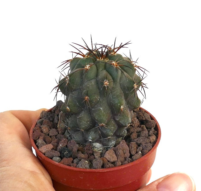 Copiapoa cinerea X fiedleriana D7