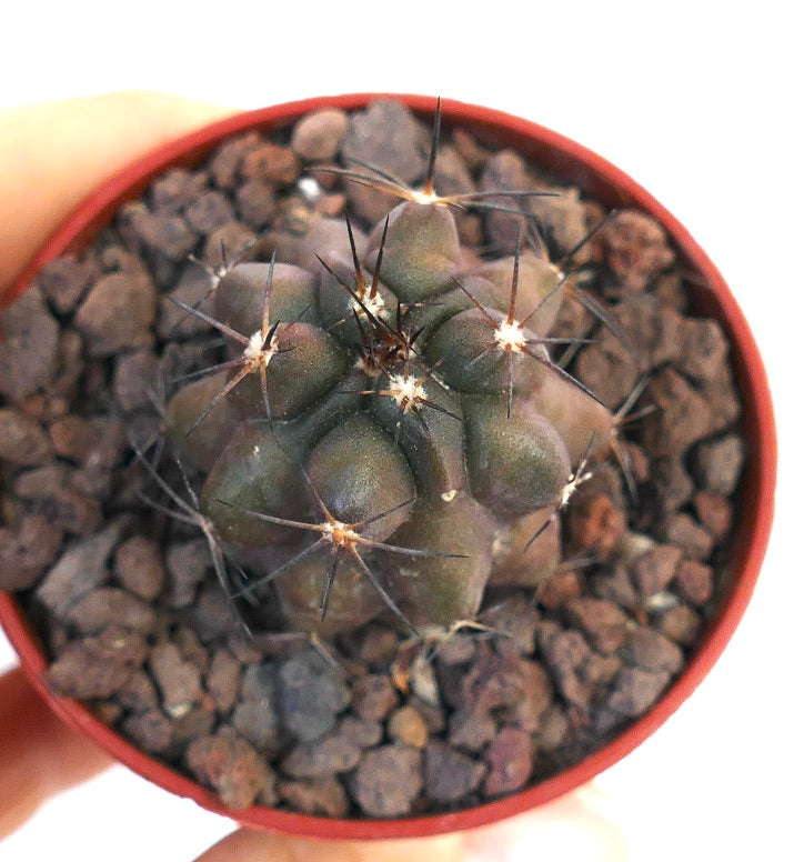 Copiapoa cinerea X atacamensis 3AB