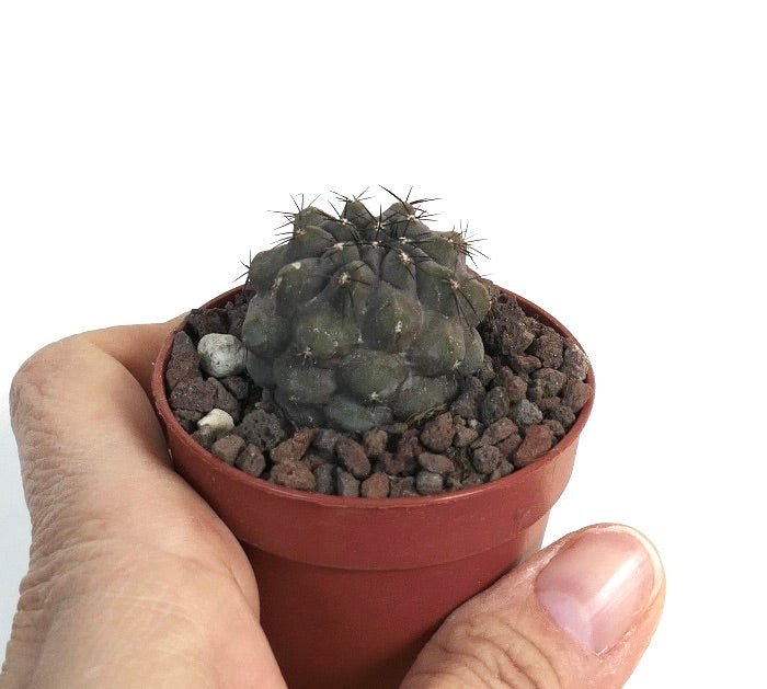 Copiapoa cinerea 22ZZ