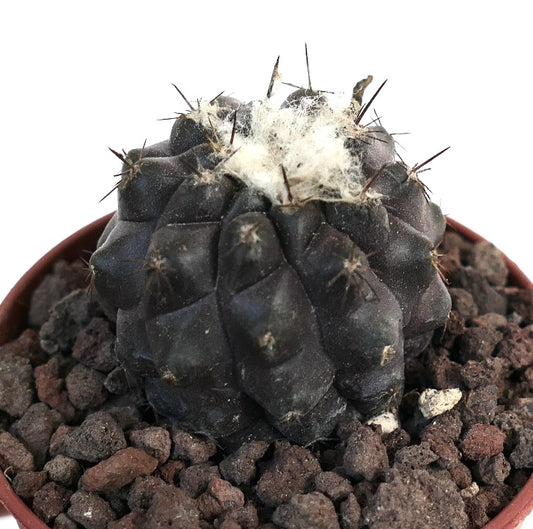 Copiapoa cinerea DARK x hypogea EEK61