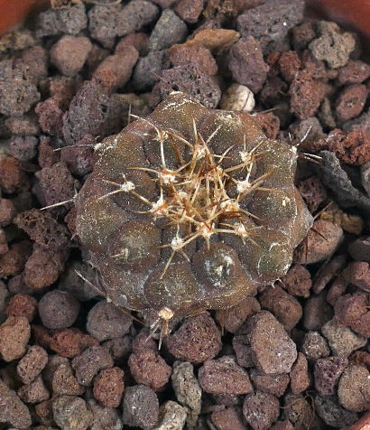 Copiapoa columna-alba X goldii 1PIN