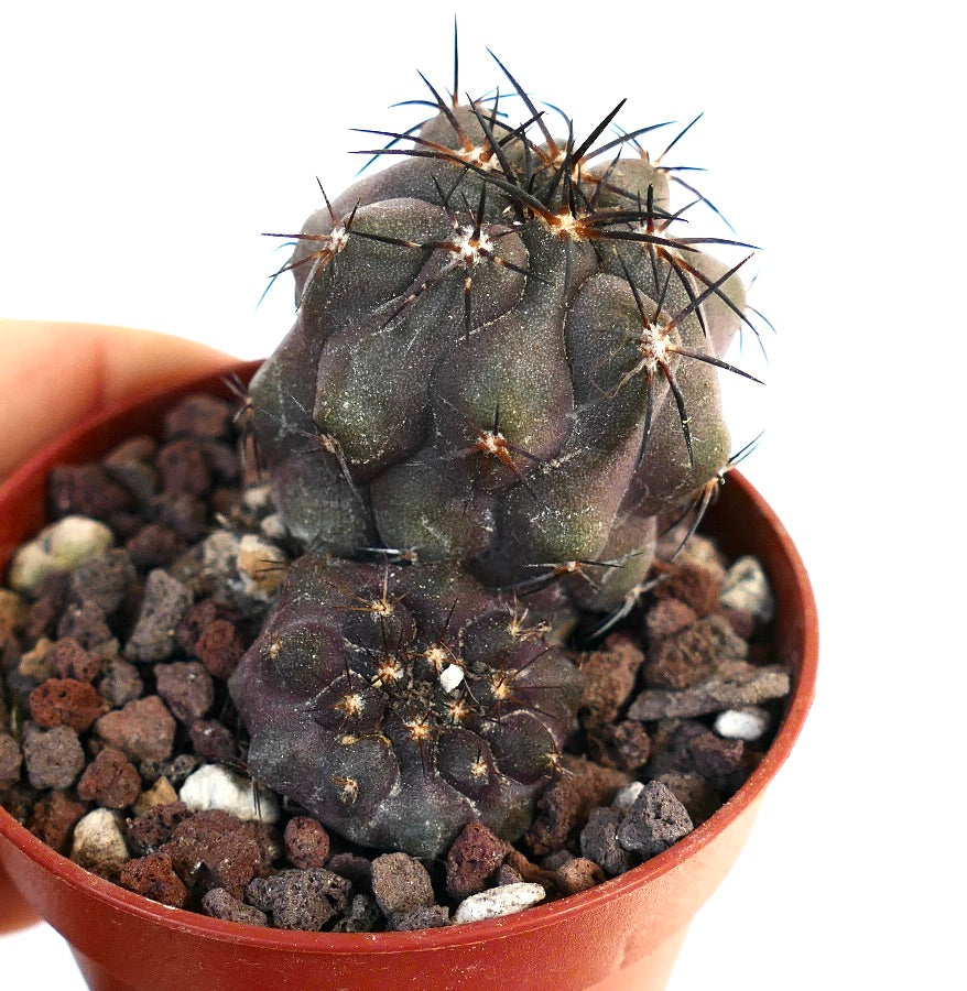 Copiapoa cinerea X griseoviolacea ORB1