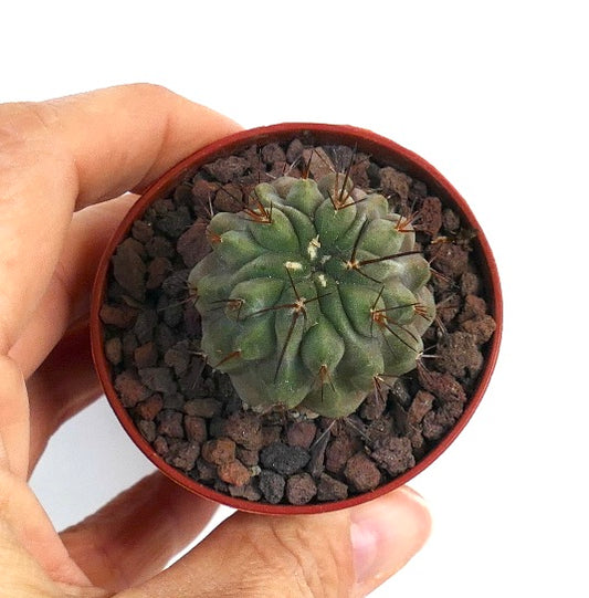 Copiapoa cinerea X hypogaea ZHW