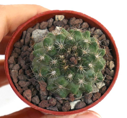 Copiapoa serpentisulcata 15