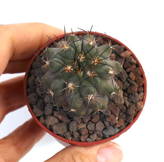 Copiapoa cinerea X fiedleriana D7