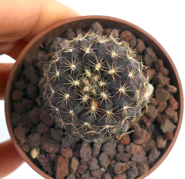 Copiapoa tenuissima 441