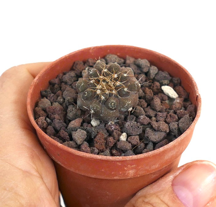 Copiapoa columna-alba X goldii 1PIN