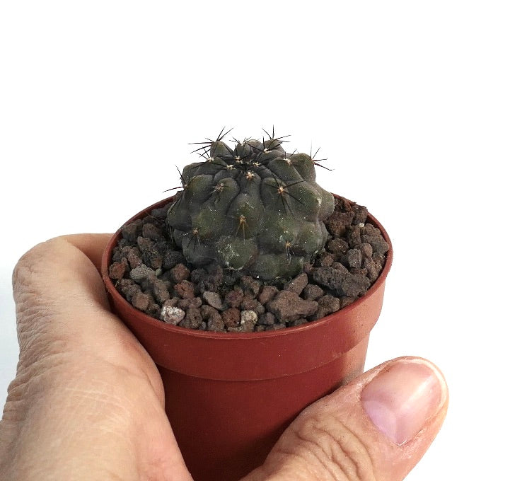 Copiapoa cinerea 22ZZ