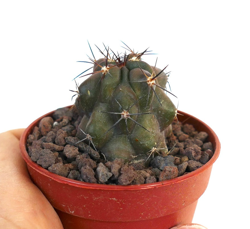 Copiapoa cinerea X atacamensis 3AB