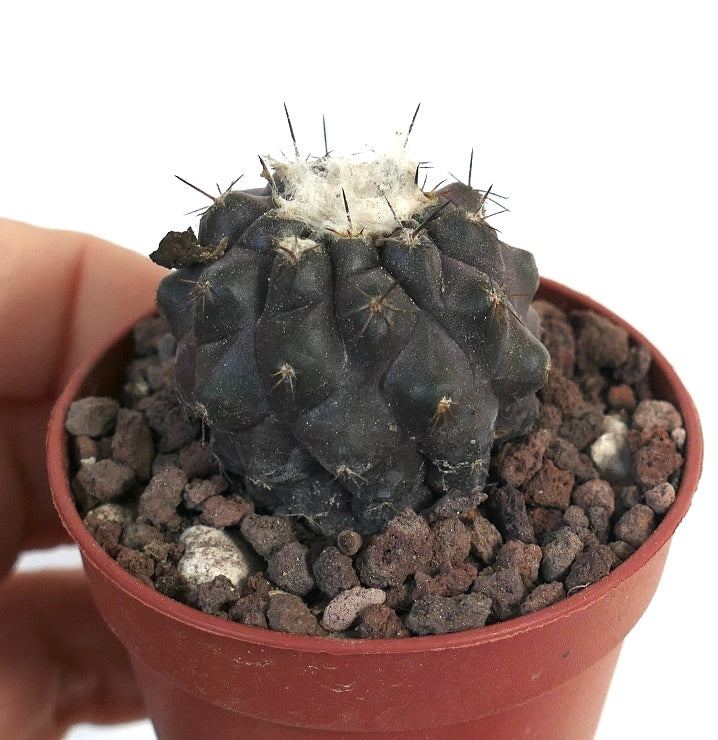 Copiapoa cinerea DARK x hypogea EEK61