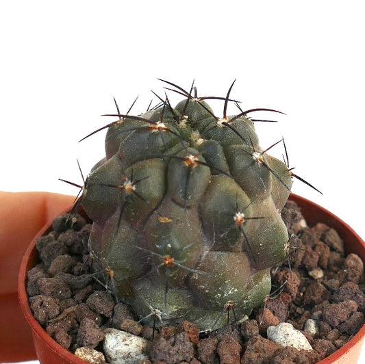 Copiapoa cinerea X cupreata OTX1