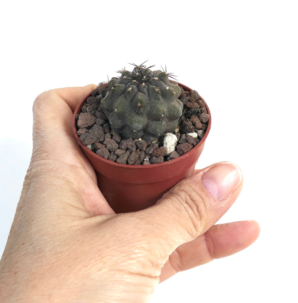 Copiapoa cinerea 22ZZ