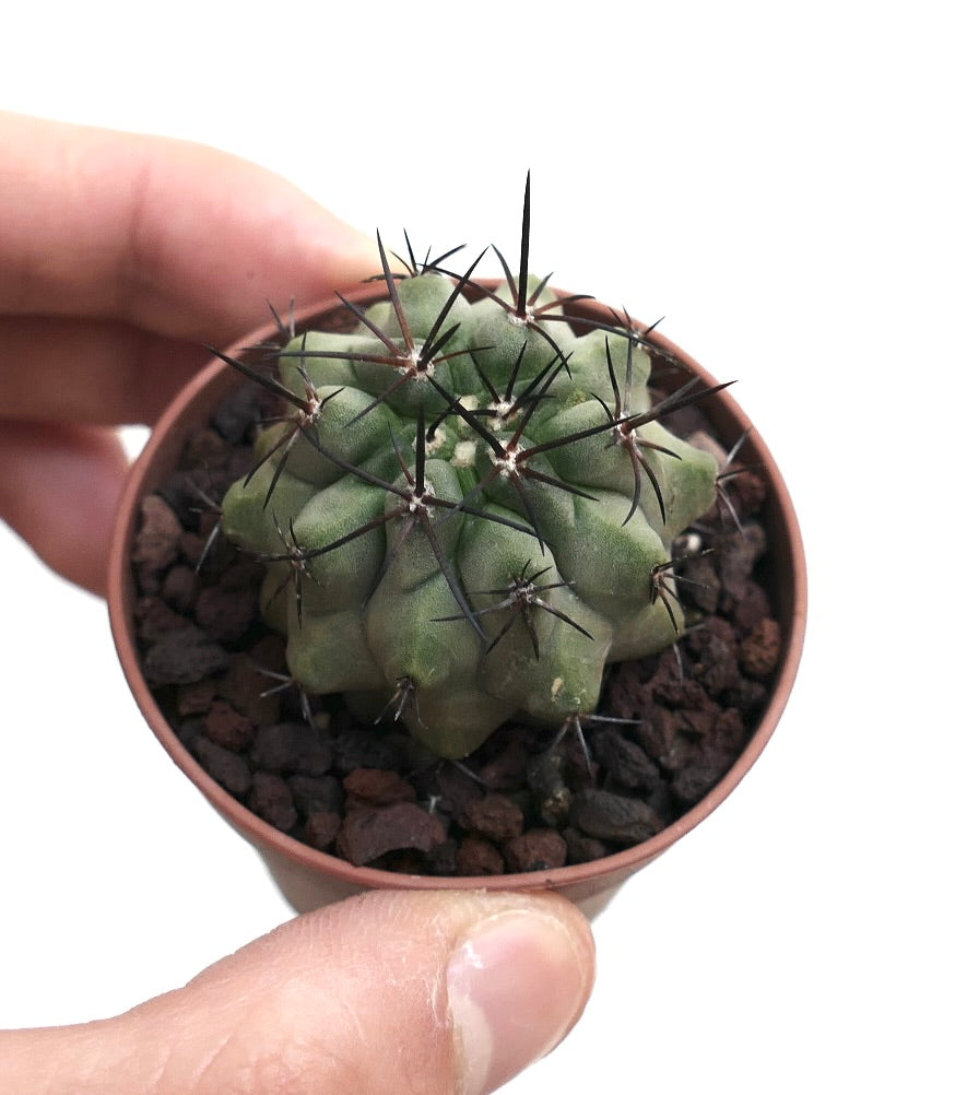 Copiapoa cinerea X atacamnensis INP8