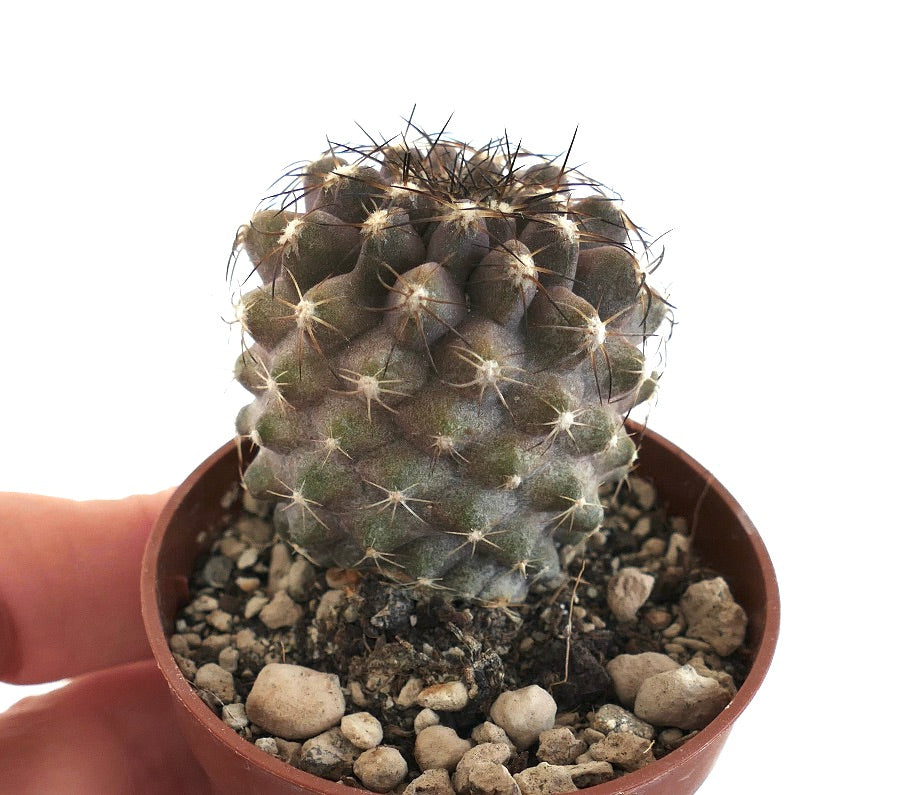 Copiapoa serpentisulcata X tenuissima 7417