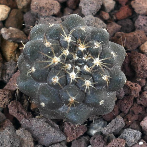 Copiapoa columna-alba X goldii PR7