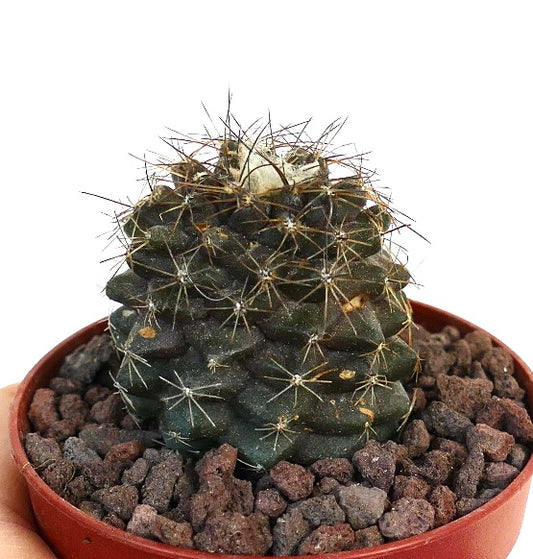 Copiapoa humilis X serpentisulcata 40Q