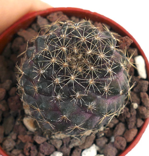 Copiapoa humilis X serpentisulcata XX14