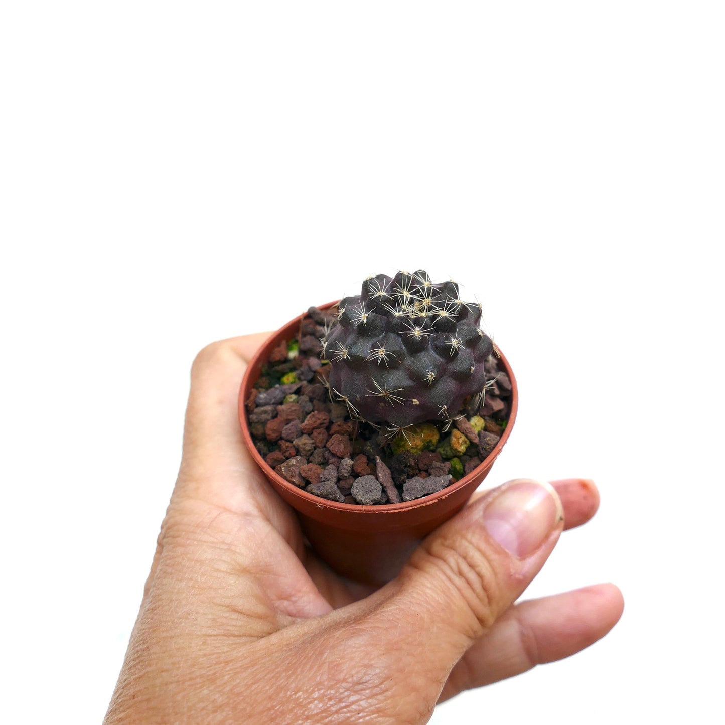 Copiapoa serpentisulcata FF2