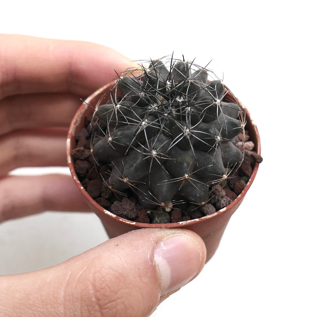 Copiapoa humilis DARK GREY x atacamensis CCLL