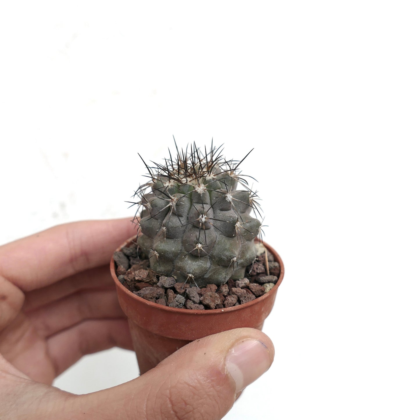 Copiapoa humilis X desertorum Y30