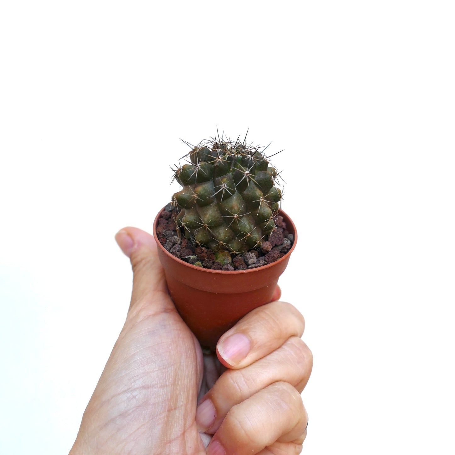 Copiapoa humilis X desertorum RMZ2