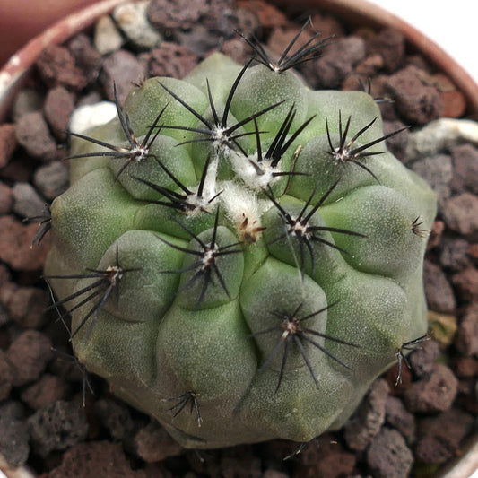 Copiapoa cinerea GREEN x hypogaea C84