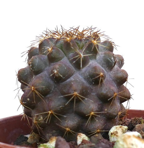 Copiapoa serpentisulcata LPN8