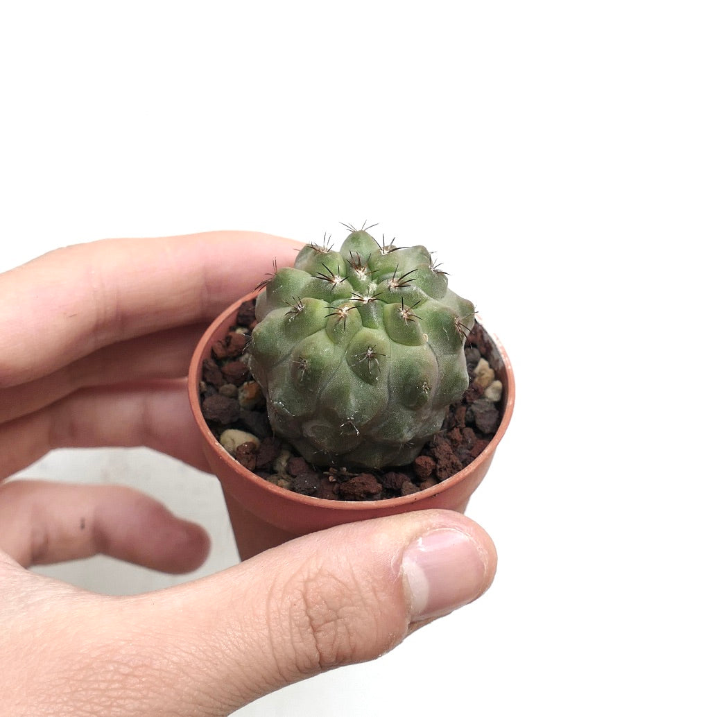 Copiapoa cinerea X serpentisulcata CL2