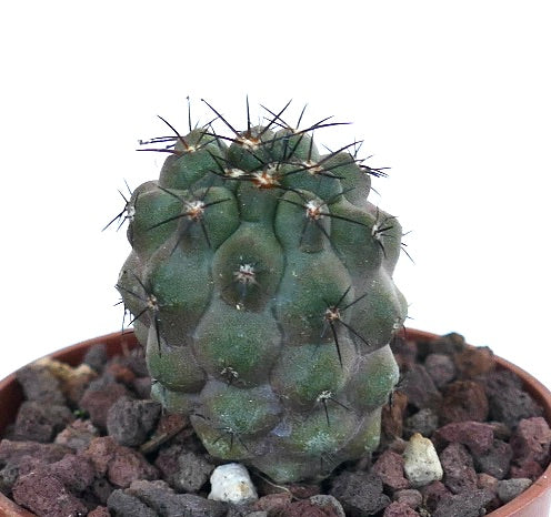 Copiapoa cinerea 16AR