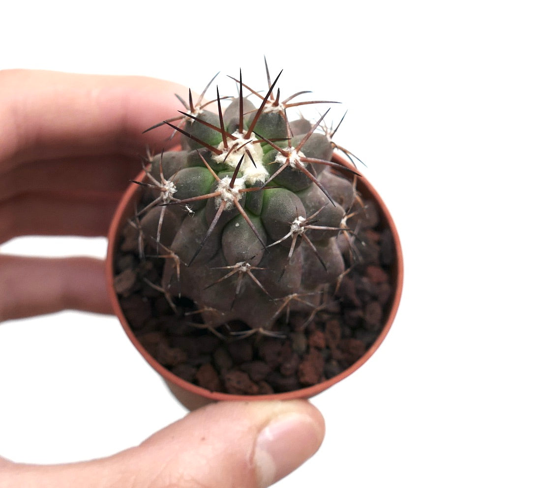 Copiapoa cinerea X solaris B37