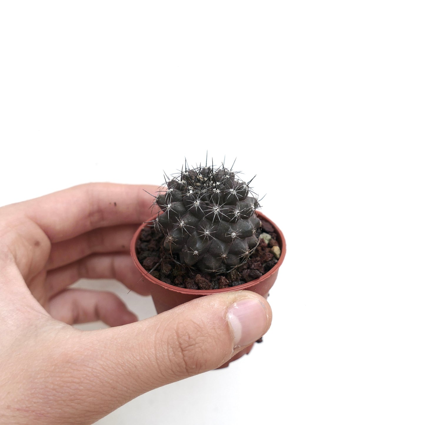 Copiapoa atacamensis X humilis DARK KJ3