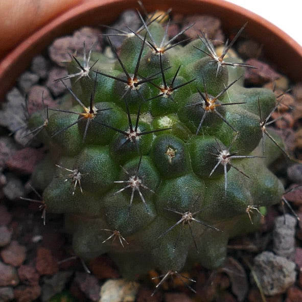 Copiapoa atacamensis X columna-alba BG5