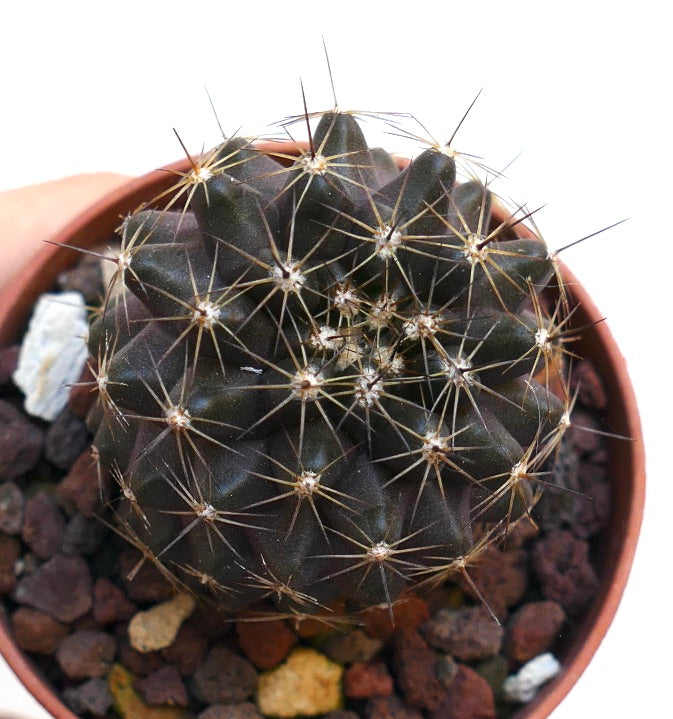 Copiapoa tenuissima x atacamensis E4