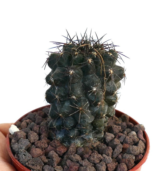 Copiapoa atacamensis x humilis COC69