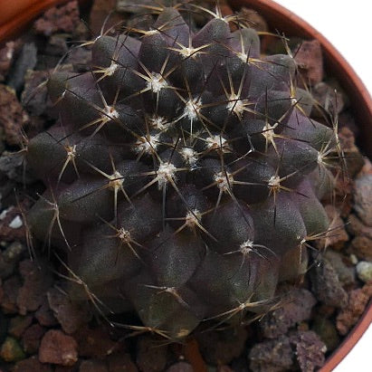 Copiapoa desertorum X grieseoviolacea OOK2