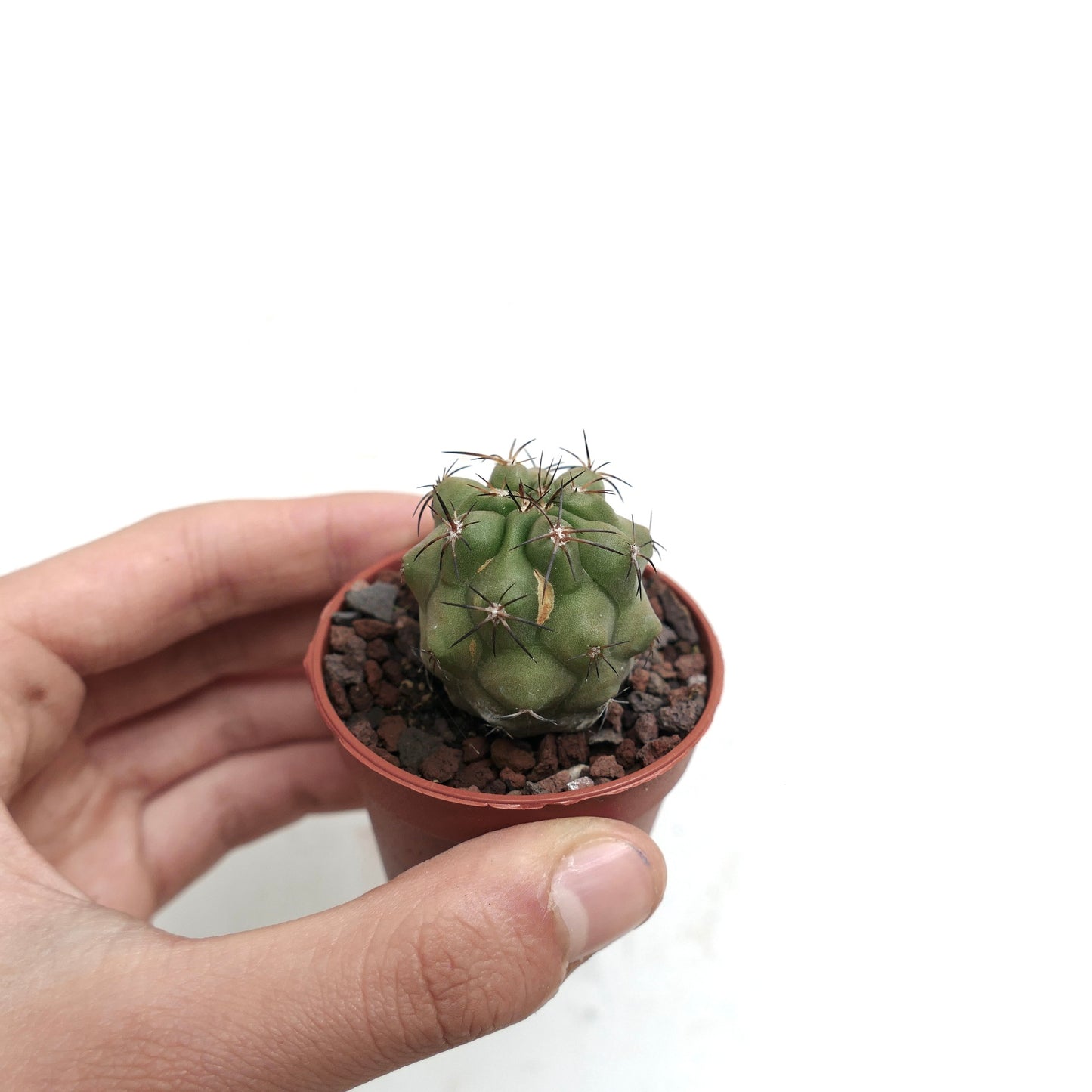 Copiapoa cinerea X andina 2218