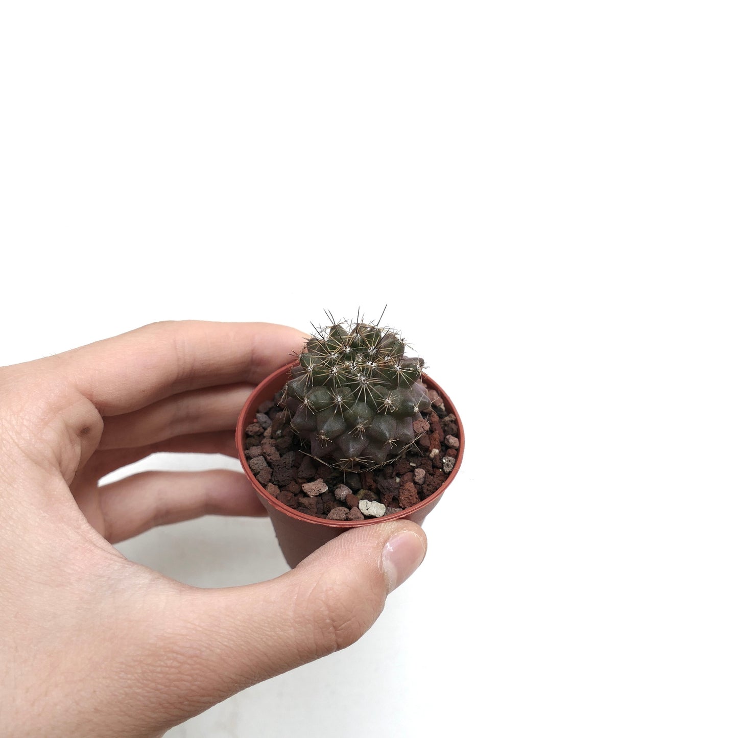 Copiapoa humilis XY954